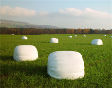 Eine Gruppe weißer Steine in einem grasbewachsenen Feld